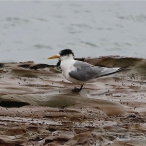 Thalasseus bergii (Crested Tern) at South Durras, NSW - Today by JimL