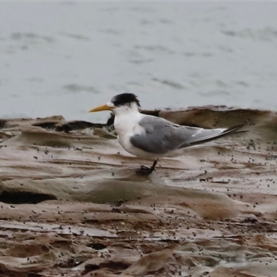 Thalasseus bergii (Crested Tern) at South Durras, NSW - Today by JimL