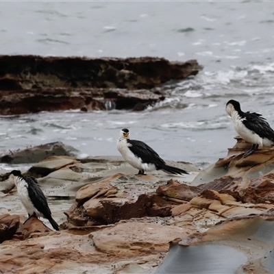 Microcarbo melanoleucos (Little Pied Cormorant) at South Durras, NSW - Today by JimL