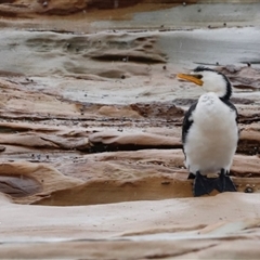 Microcarbo melanoleucos at South Durras, NSW - 1 May 2025 10:11 AM