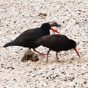 Haematopus fuliginosus (Sooty Oystercatcher) at South Durras, NSW - Today by JimL