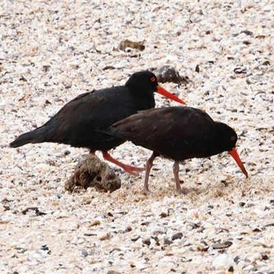 Haematopus fuliginosus (Sooty Oystercatcher) at South Durras, NSW - Yesterday by JimL