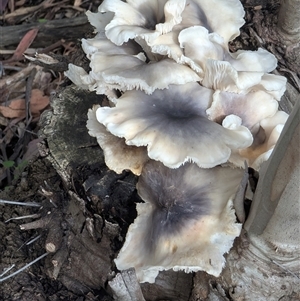 Omphalotus nidiformis (Ghost Fungus) at Acton, ACT - Today by HelenCross