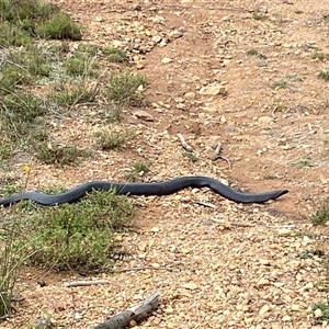Pseudechis porphyriacus at Pialligo, ACT - Today by JillianM