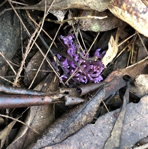 zz coralloid at Kungala, NSW - 1 May 2025 02:00 PM
