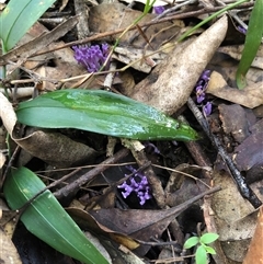zz coralloid at Kungala, NSW - 1 May 2025 02:00 PM