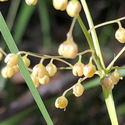 Lomandra micrantha subsp. tuberculata at Kungala, NSW - Today by donnanchris