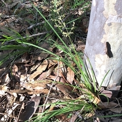Lomandra laxa at Kungala, NSW - 1 May 2025 01:07 PM