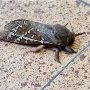 Oxycanus australis at Lyneham, ACT - Today by trevorpreston