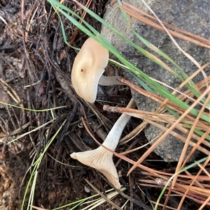 Unverified Cap on a stem; gills below cap [mushrooms or mushroom-like] at Molonglo, ACT - Today by Jennybach