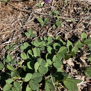 Glycine tabacina (Variable Glycine) at Yarralumla, ACT - Today by Jennybach