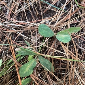 Glycine tabacina (Variable Glycine) at Molonglo, ACT - Today by Jennybach
