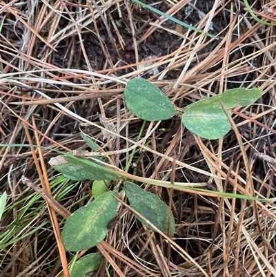 Glycine tabacina (Variable Glycine) at Molonglo, ACT - 1 May 2025 by Jennybach