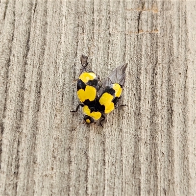 Illeis galbula (Fungus-eating Ladybird) at Fyshwick, ACT - 1 May 2025 by MatthewFrawley