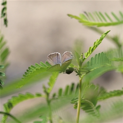 Lampides boeticus at Menindee, NSW - 22 Apr 2025 by JimL