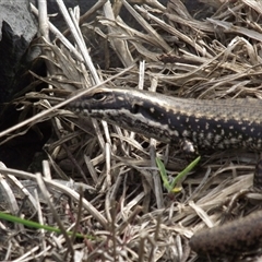 Eulamprus heatwolei (Yellow-bellied Water Skink) at Eden, NSW - 7 Jan 2010 by dzungumurungu