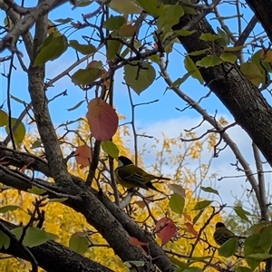 Pachycephala pectoralis at Higgins, ACT - Today by Panterranist