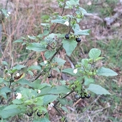Solanum nigrum (Black Nightshade) at Symonston, ACT - 1 May 2025 by Mike