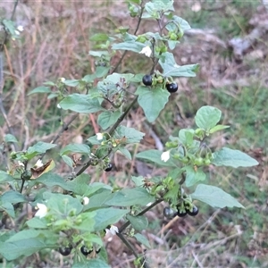 Solanum nigrum (Black Nightshade) at Symonston, ACT - Today by Mike