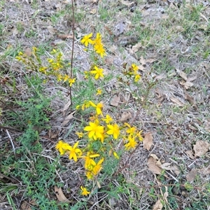 Hypericum perforatum (St John's Wort) at Symonston, ACT - Today by Mike