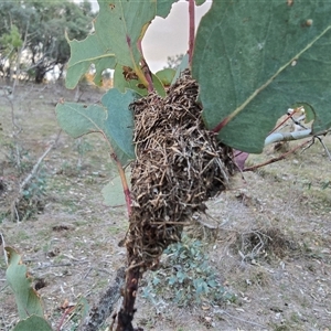 Papyrius sp. (genus) (A Coconut Ant) at Symonston, ACT - Today by Mike