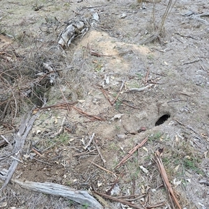 Oryctolagus cuniculus (European Rabbit) at Symonston, ACT - Today by Mike