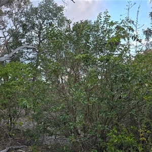 Ligustrum lucidum (Large-leaved Privet) at Symonston, ACT - Today by Mike