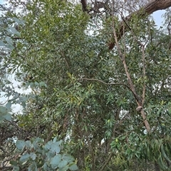Olea europaea subsp. cuspidata (African Olive) at Symonston, ACT - Yesterday by Mike