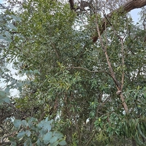 Olea europaea subsp. cuspidata (African Olive) at Symonston, ACT - Today by Mike