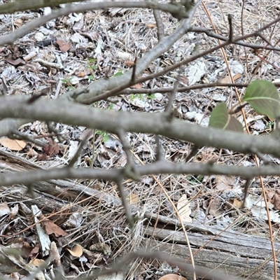 Pyrus calleryana (Callery Pear) at Symonston, ACT - 1 May 2025 by Mike