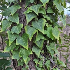 Hedera sp. (helix or hibernica) (Ivy) at Symonston, ACT - 1 May 2025 by Mike