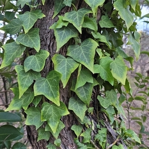 Hedera sp. (helix or hibernica) (Ivy) at Symonston, ACT - Today by Mike