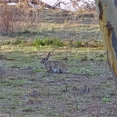 Oryctolagus cuniculus (European Rabbit) at Symonston, ACT - 1 May 2025 by Mike