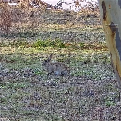 Oryctolagus cuniculus (European Rabbit) at Symonston, ACT - 1 May 2025 by Mike