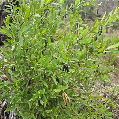 Billardiera heterophylla (Western Australian Bluebell Creeper) at Symonston, ACT - 1 May 2025 by Mike