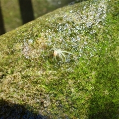 Cymbacha sp (genus) at Arncliffe, NSW - Yesterday by LyndalT
