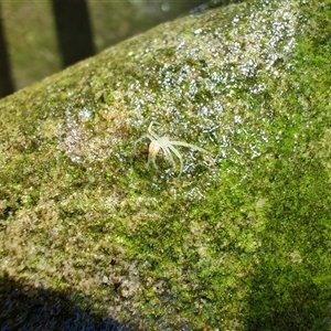 Cymbacha sp (genus) at Arncliffe, NSW - Today by LyndalT