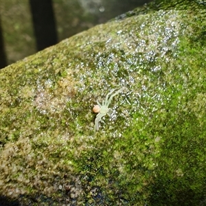 Thomisidae (family) at Arncliffe, NSW - 1 May 2025 03:36 PM