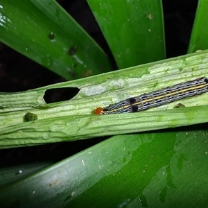 Spodoptera picta at Arncliffe, NSW - Today by LyndalT