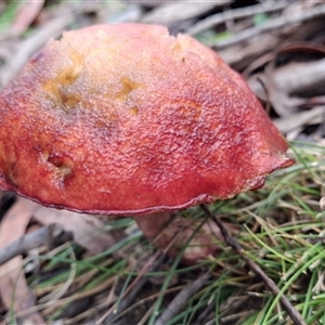 Boletellus obscurecoccineus by Dron