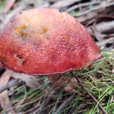Boletellus obscurecoccineus by Dron