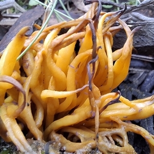 Unverified Fungus by Dron