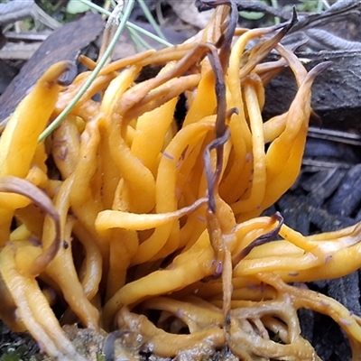 Unverified Fungus by Dron