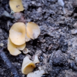 Unverified Fungus by Dron