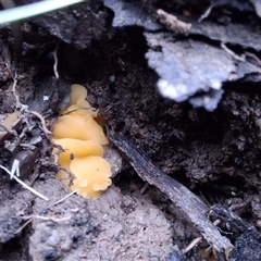 Phaeohelotium (Discinella terrestris aggregate) at Mongarlowe, NSW - suppressed