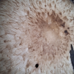 Agaricus sp. (Agaricus) by Dron