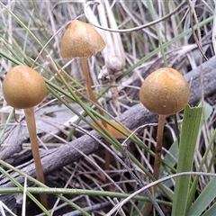 Unverified Fungus by Dron