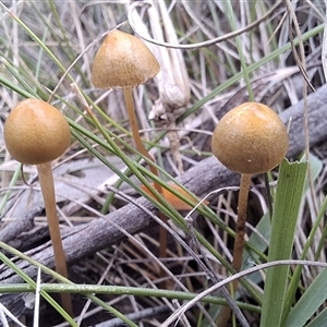 Unverified Fungus by Dron