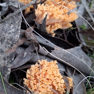 Unverified Fungus by Dron