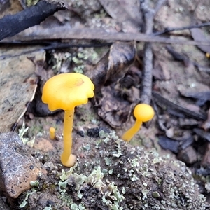 Lichenomphalia chromacea by Dron